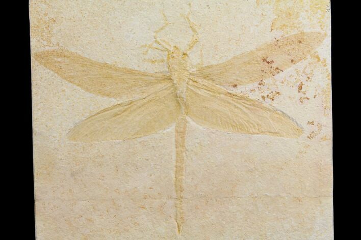 Fossil Dragonfly (Cymatophlebia) - Solnhofen Limestone #150255